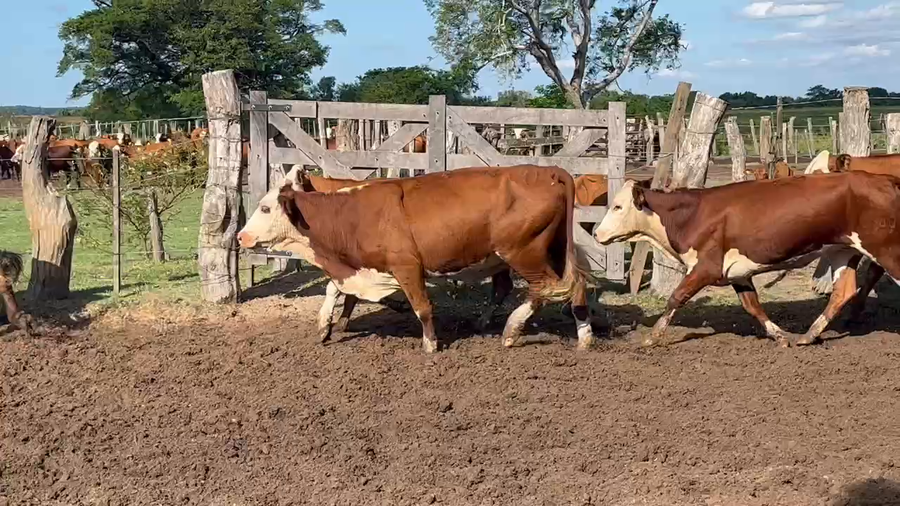 Lote 37 Vacas de invernar en Ituzaingó, Corrientes