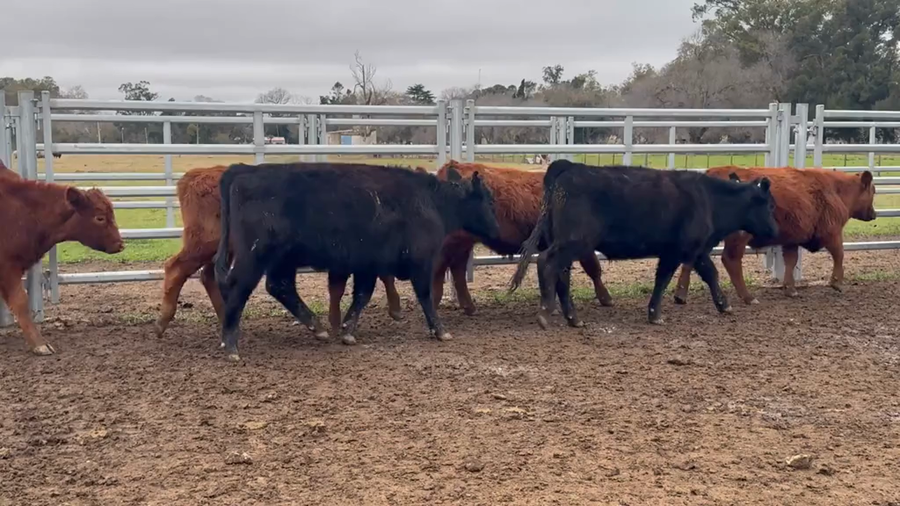 Lote 68 Novillitos