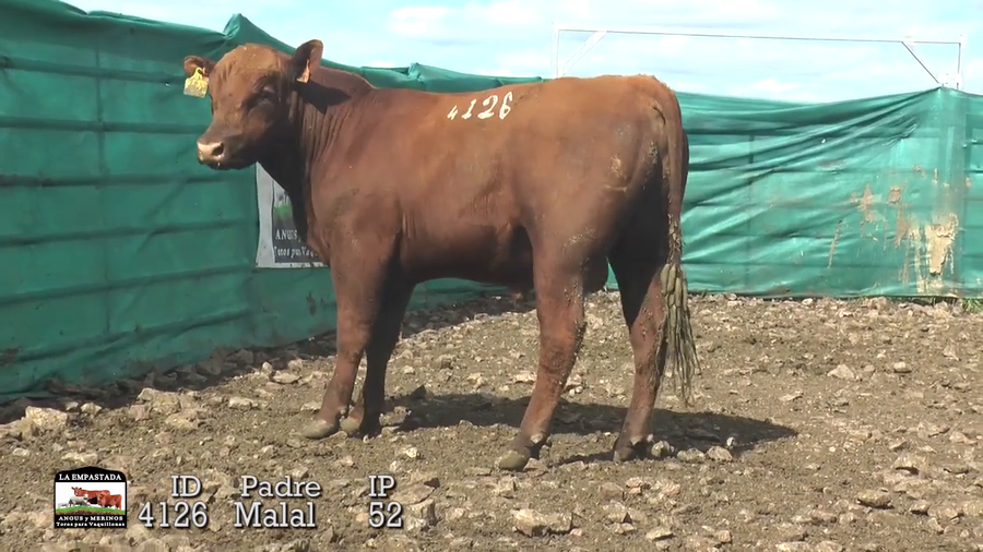 Lote Lote 5