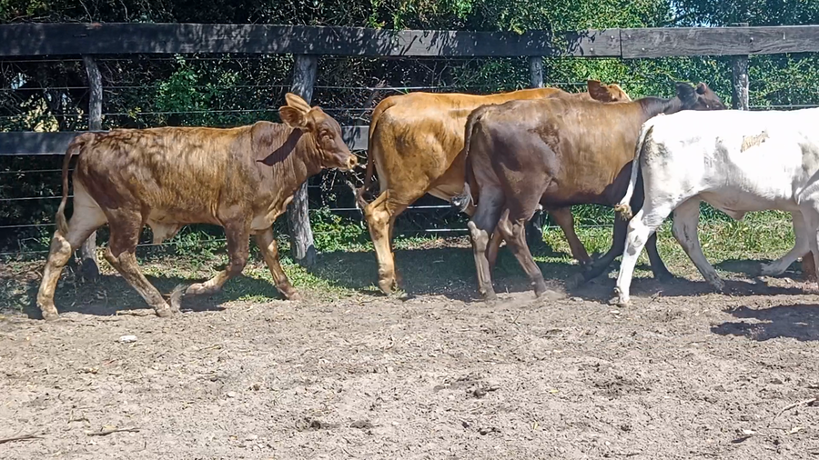Lote 13 Terneros en Corrientes, Monte Caseros