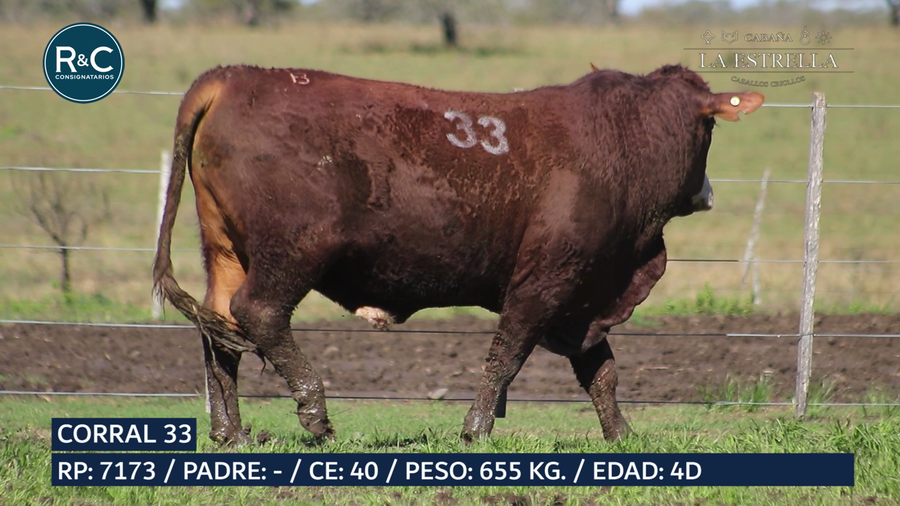 Lote Toro Braford