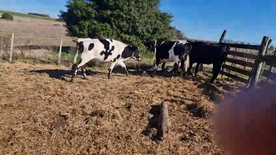 Lote 3 Vaquillonas  a remate en Pantalla Aniversario - Escritorio Camy, San José