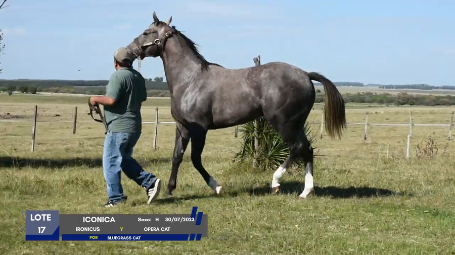 Lote ICONICA
