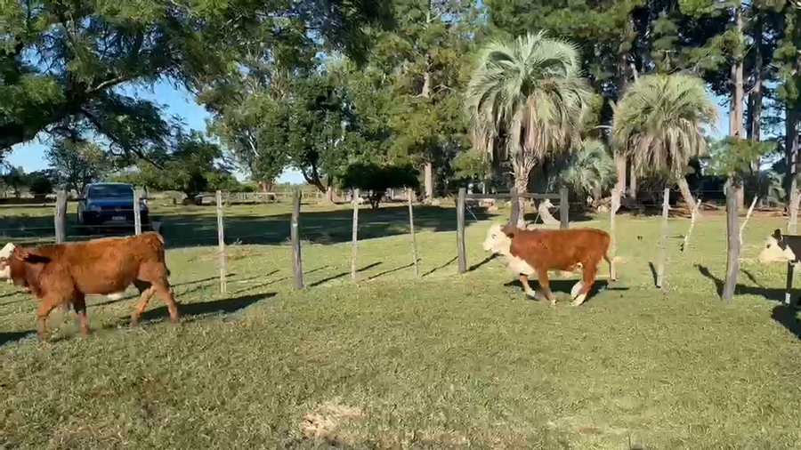 Lote 75 Terneros/as en Corrientes, Goya
