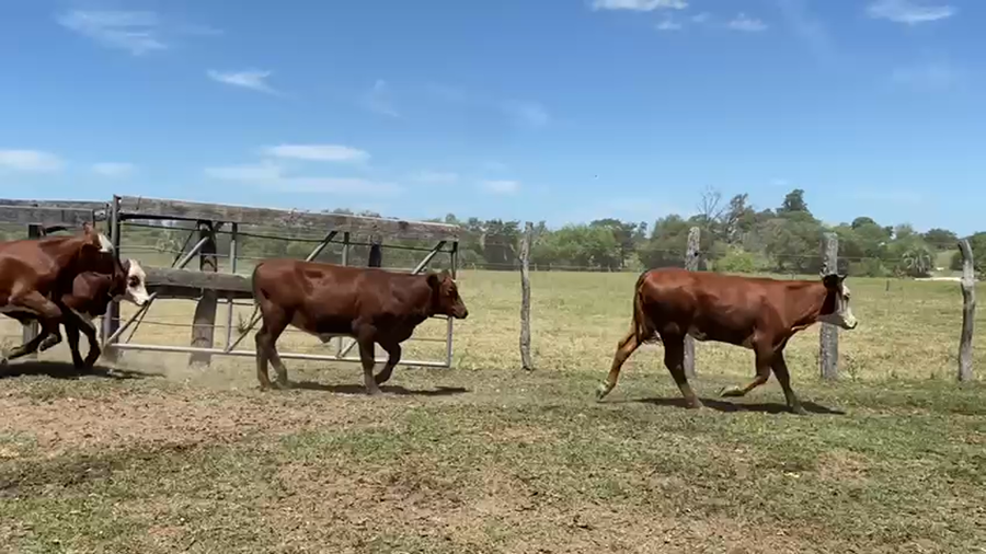 Lote 120 Terneros/as en Goya, Corrientes
