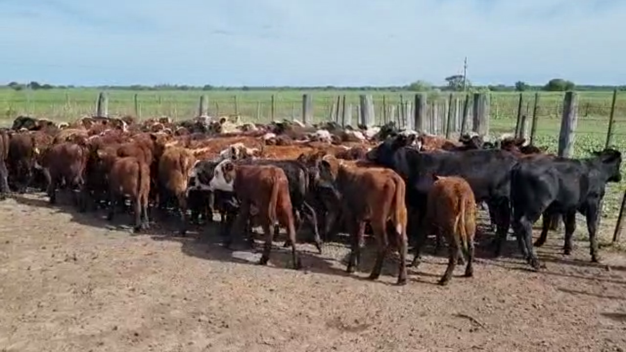 Lote 130 Terneros/as en Gral. San Martín, Chaco