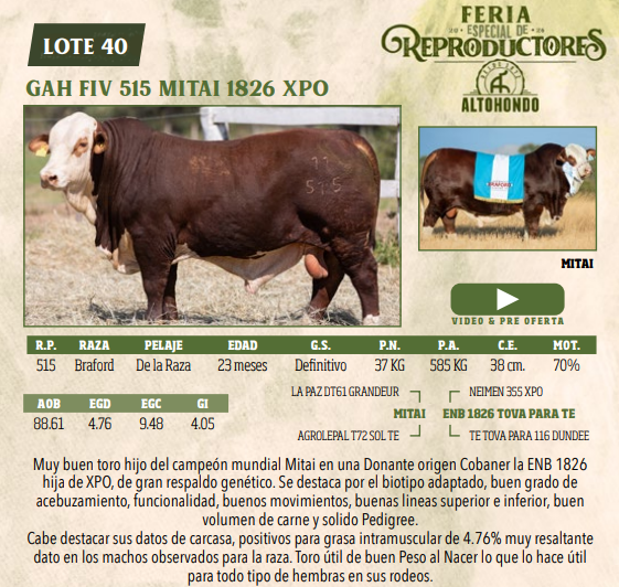 Lote LOTE 40