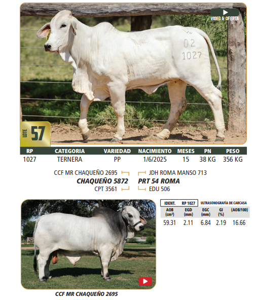 Lote LOTE 57