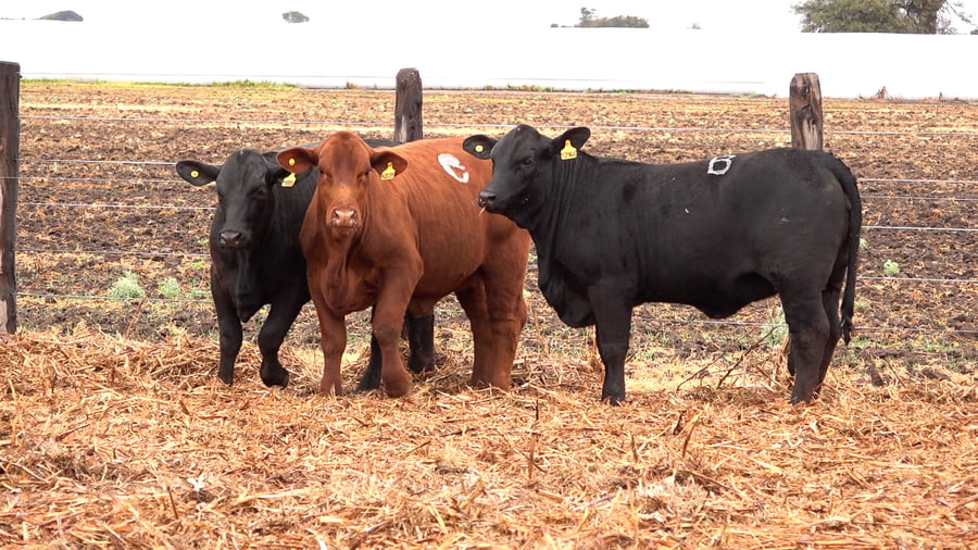 Lote VAQUILLONAS BRANGUS PREÑADAS Y CON SERVICIO de El Porvenir