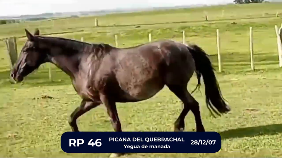 Lote PICANA DEL QUEBRACHAL