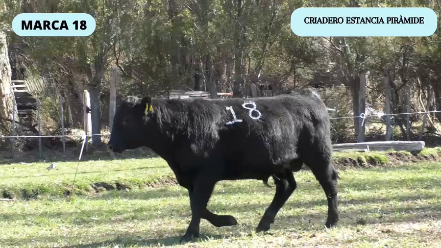 Lote 1 Toro en Río Ibáñez, XI Región Aysén