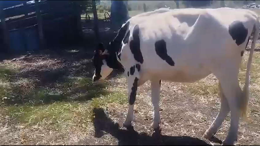 Lote 2 Vaquillonas  Holando a remate en Pantalla Camy en Rosario