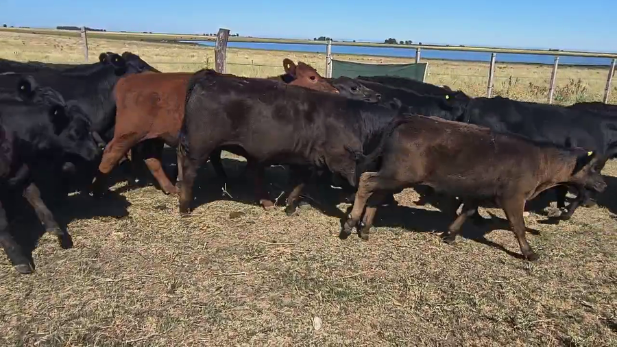 Lote 61 Terneros/as en Carhue