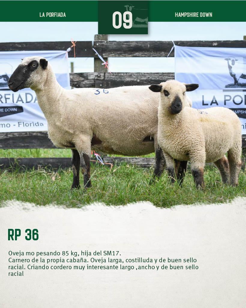 Lote Ovejas a remate en 4º Genetica Productiva, Florida