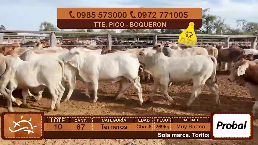 Lote Terneros Cbo 6