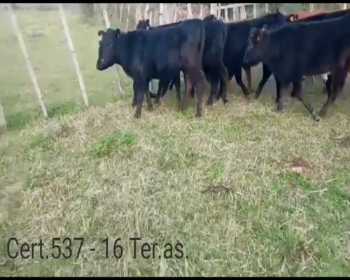 Lote (Vendido)16 Terneras  9AA - 4 RA - 2AA/ HE - 2AA/ NOR a remate en Remate virtual de Coco Morales & Asoc. 205kg -  en A 10 KM DE CARMELO