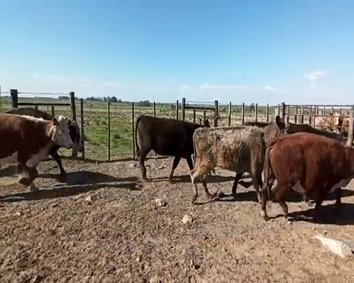 Lote Vacas