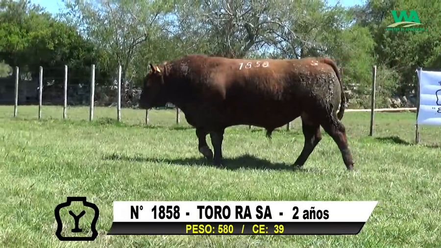 Lote TORO Nº 1858