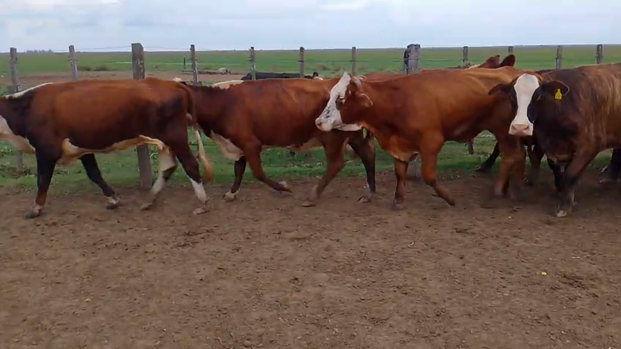 Lote 35 Vacas Conserva en Entre Ríos, Gualeguay