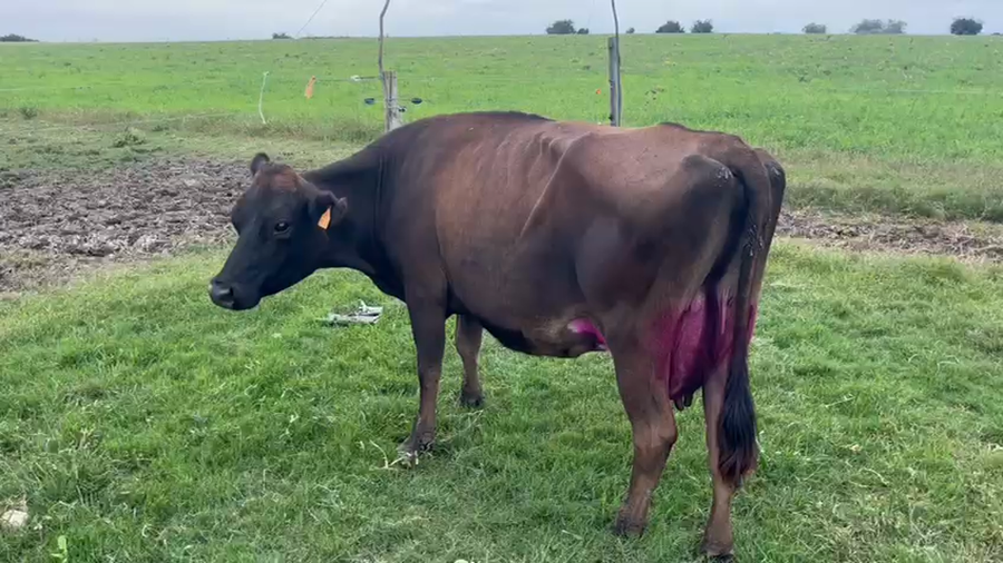 Lote Vacas de Invernada a remate en Pantalla Camy, San José