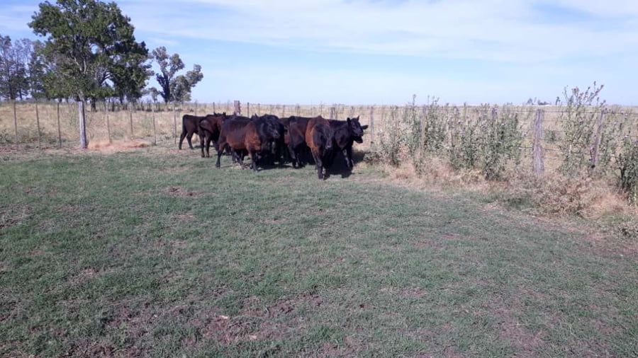 Lote 15 Terneros/as en arboledas, Buenos Aires