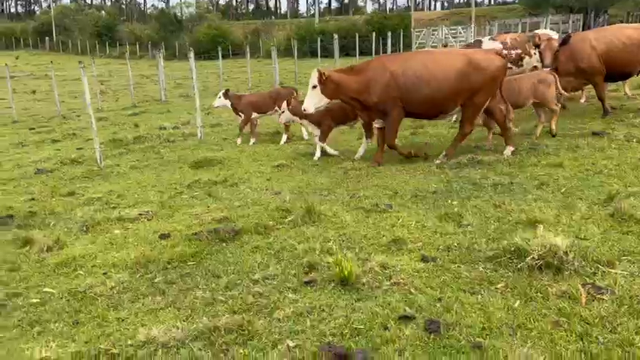 Lote 22 Piezas de cría