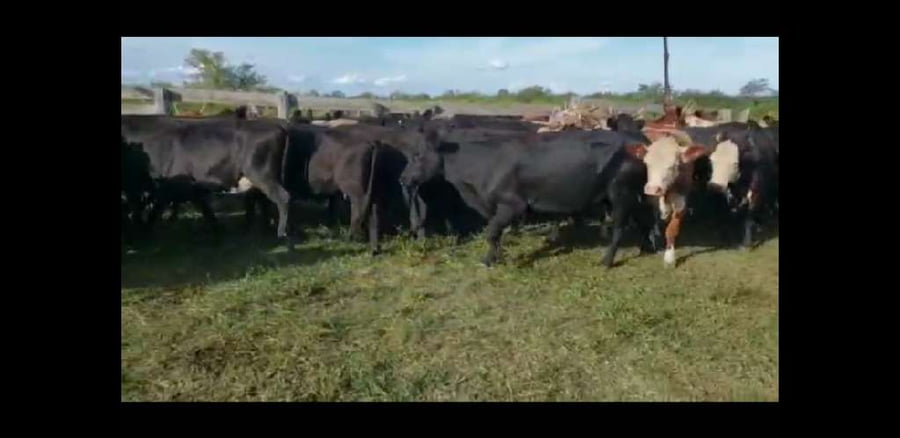 Lote 35 Vacas de invernar en Villaguay, Entre Ríos