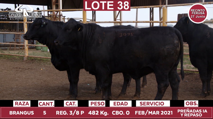 Lote Reproductores de Alborada - Lote 38