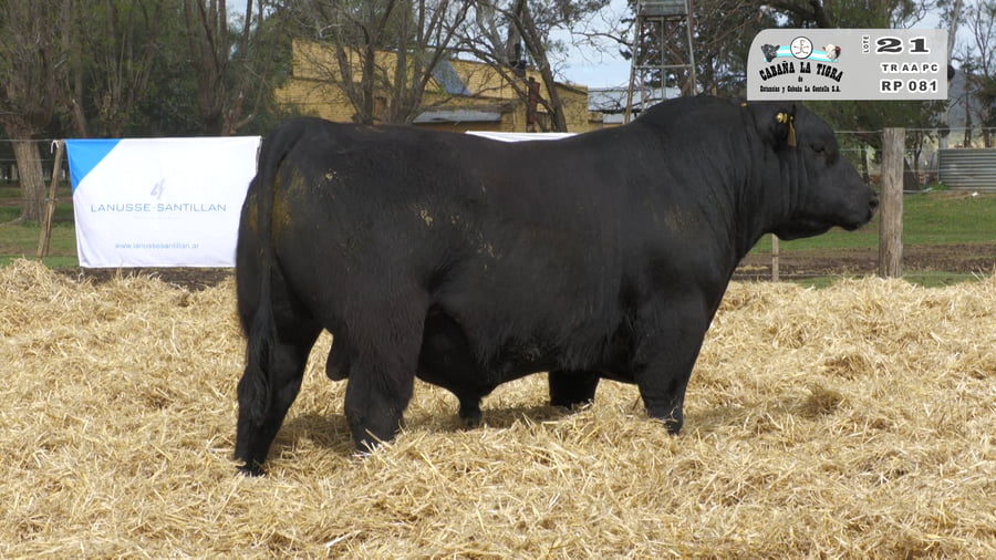 Lote TOROS PUROS CONTROLADOS