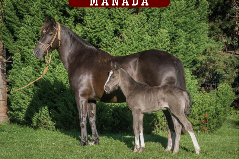 Lote YÚBELY DESCARADA