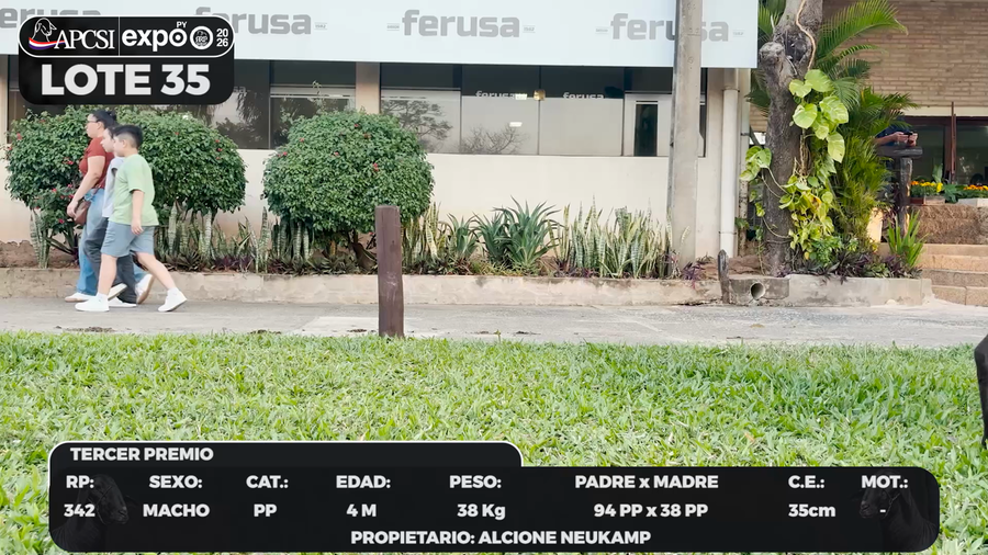 Lote LOTE 35 - BOZAL