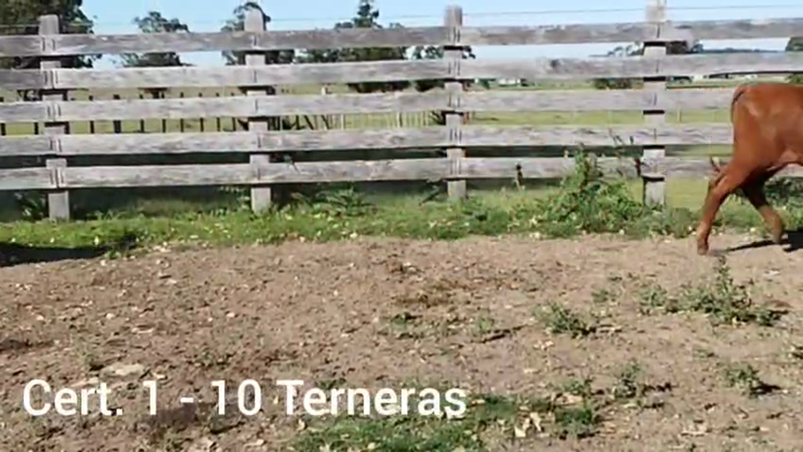 Lote TERNERAS