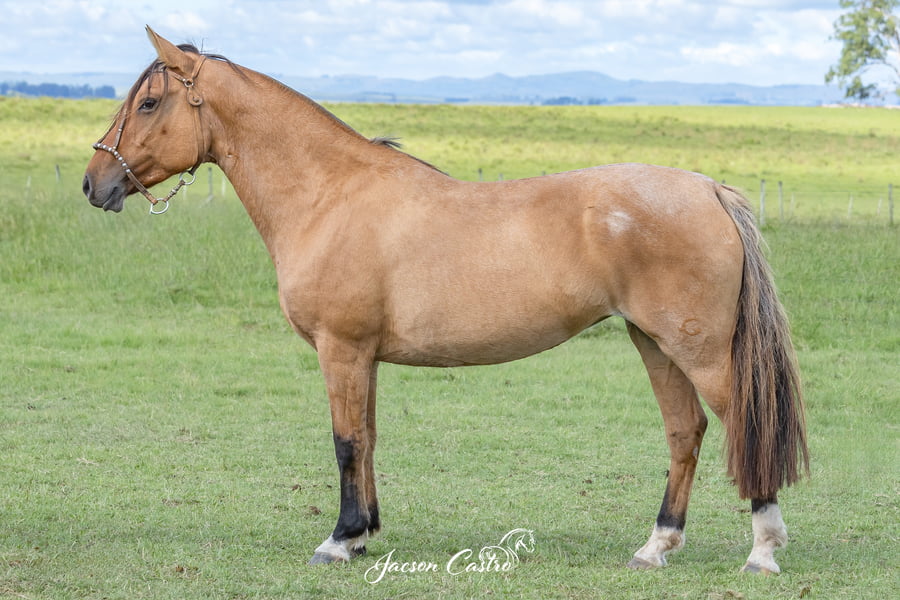 Lote Lansera Del Pago