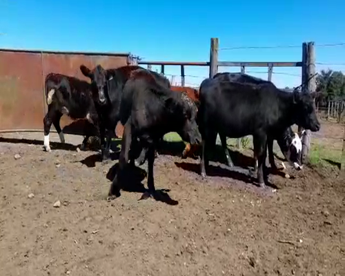 Lote (Vendido)6 Terneras CURZA BRAFORD Y ANGUS a remate en Entre Martillos 168kg -  en EL CAUTIVO