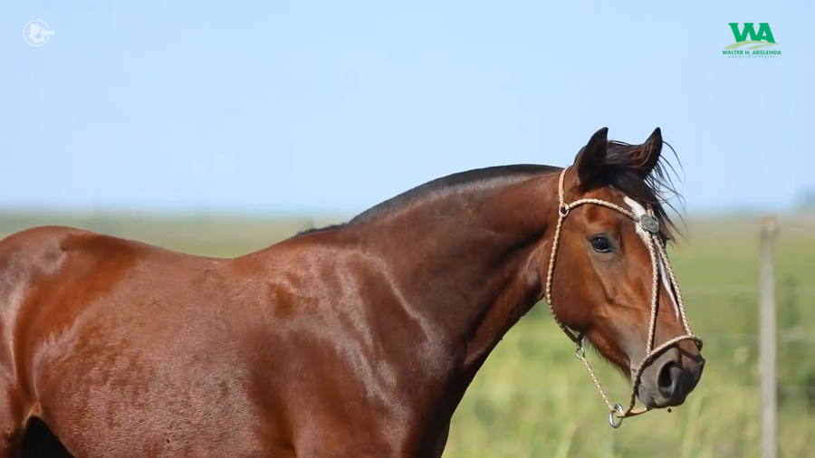 Lote LA ROSADA QUIMICA PURA