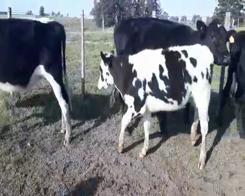 Lote 4 Terneras HOLANDO a remate en Pantalla Aniversario 240kg - , San José