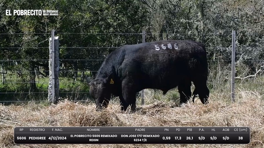 Lote Toros Angus