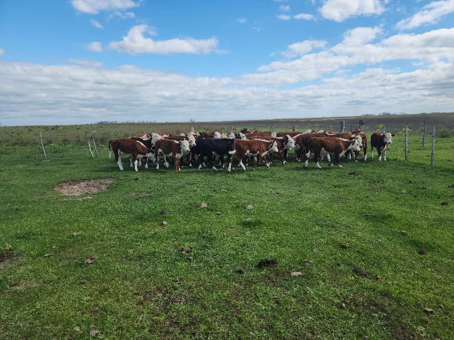 Lote 115 Terneros/as en Esquina, Corrientes