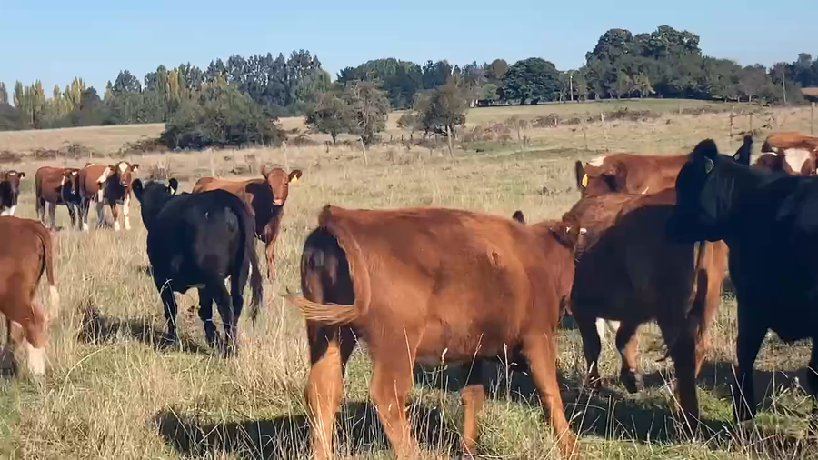 Lote 80 Vaquilla Engorda en Río Bueno, XIV Región Los Ríos