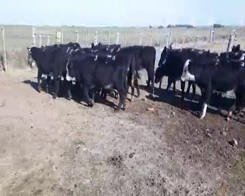 Lote 19 Terneras ANGUS a remate en Pantalla Camy 135 - 150kg - , San José