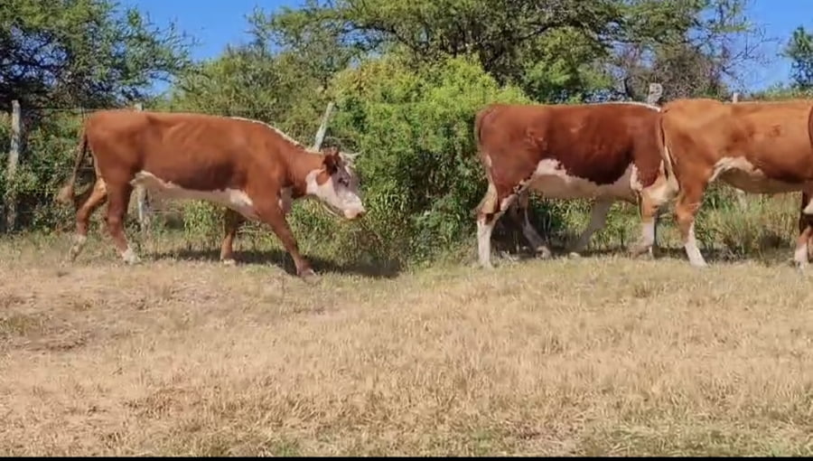 Lote 41 Vacas nuevas C/ gtia de preñez en Corrientes, Curuzú-Cuatiá