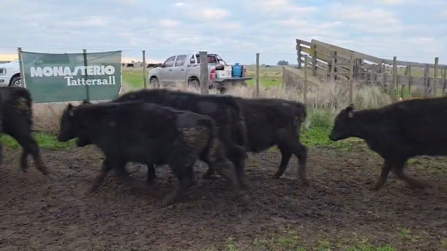 Lote 27 Terneros/as en Tres Arroyos