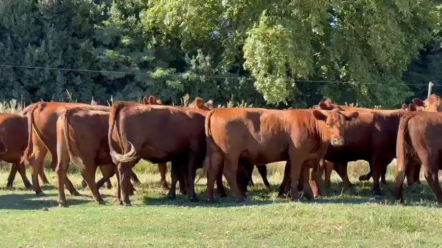 Lote 67 Vaquillonas C/ gtia de preñez