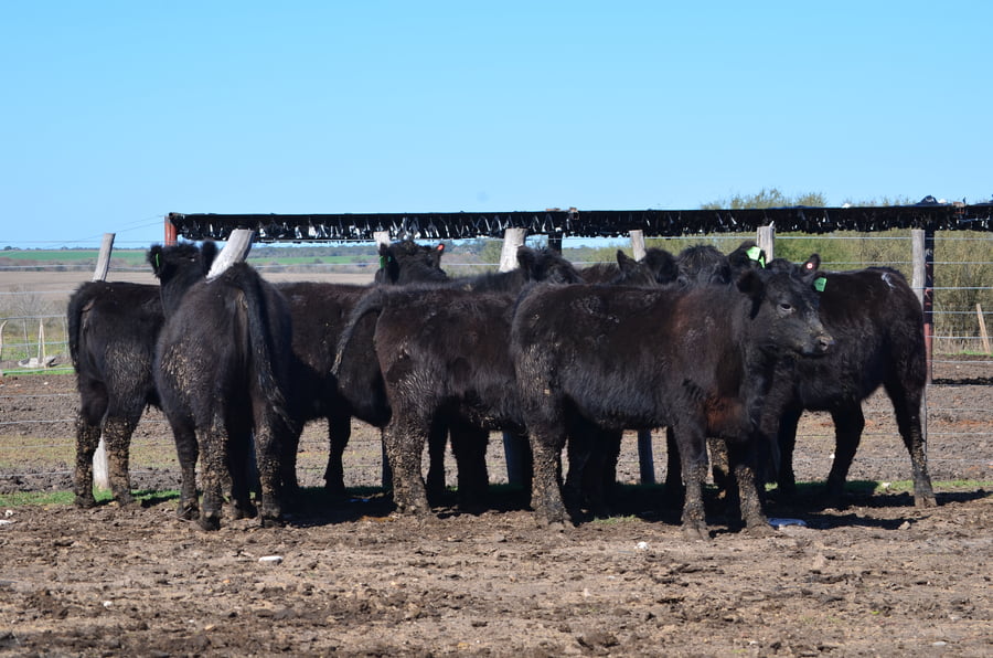 Lote VAQUILLONAS GENERALES PARA SERVICIO DE SERVIS S.A.