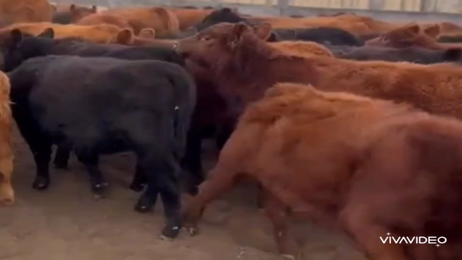 Lote 66 Terneros/as en Salliqueló, Buenos Aires