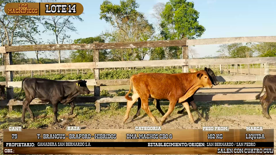 Lote LOTE 14