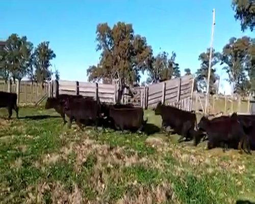 Lote 20 Terneras en Gral. Paz, Buenos Aires