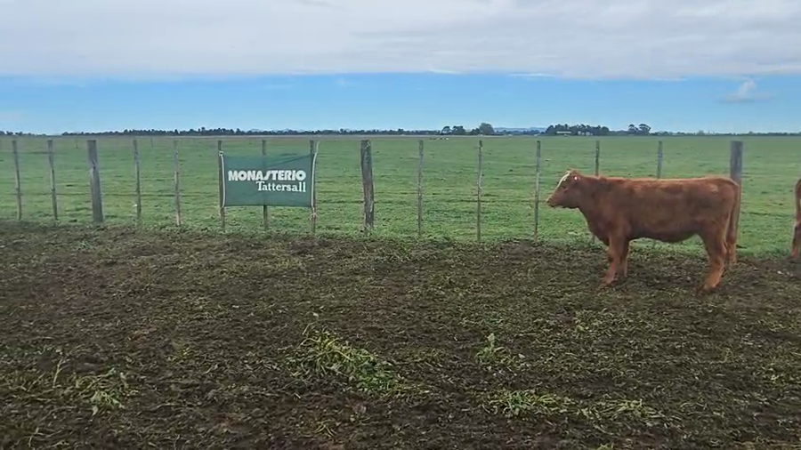 Lote 72 Terneros/as en Buenos Aires, Coronel Suarez