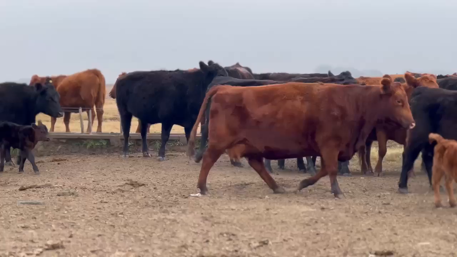 Lote 24 Vaquillonas C/ cria en Roque Pérez, Buenos Aires