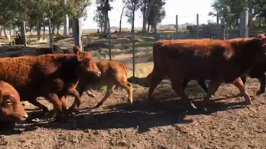 Lote 60 Terneros/as